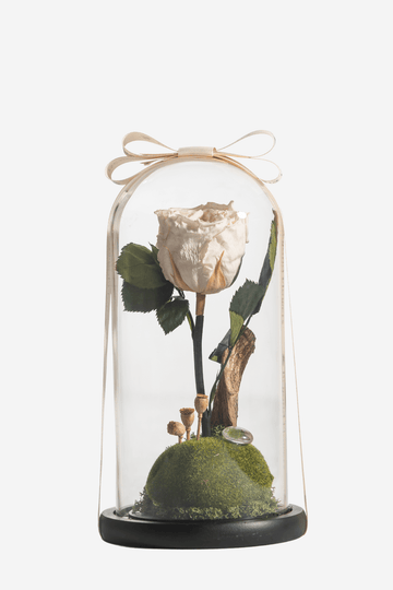 A stem of white preserved Ecuadorian Rose encased in a glass dome with white ribbon