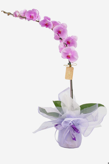 Phoebe Phalaenopsis Orchid Arrangement