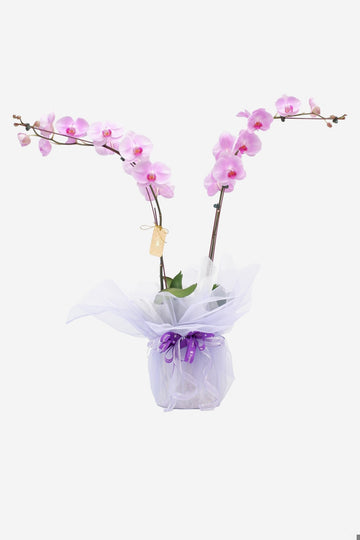 Phoebe Phalaenopsis Orchid Arrangement