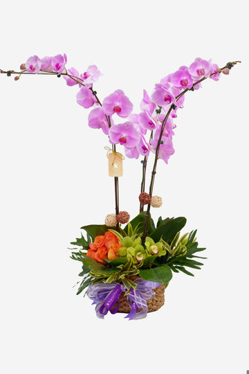 Denise Phalaenopsis Orchid Arrangement
