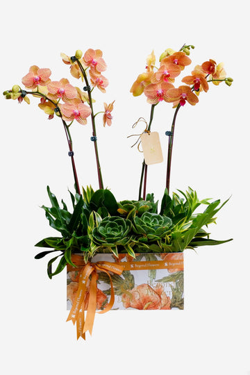 Alexandria Phalaenopsis Orchid Arrangement