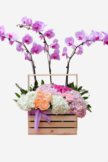 Caroline Phalaenopsis Orchid Arrangement