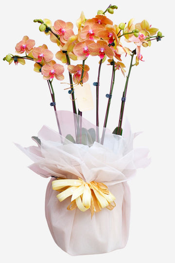Diana Phalaenopsis Orchid Arrangement