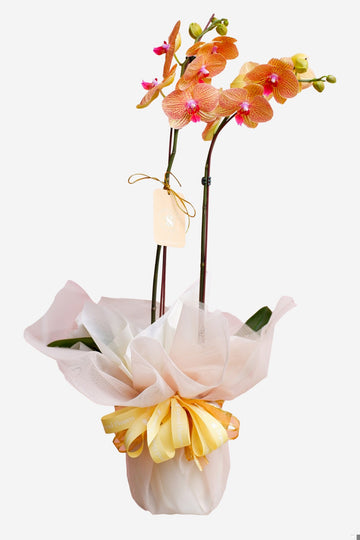 Diana Phalaenopsis Orchid Arrangement