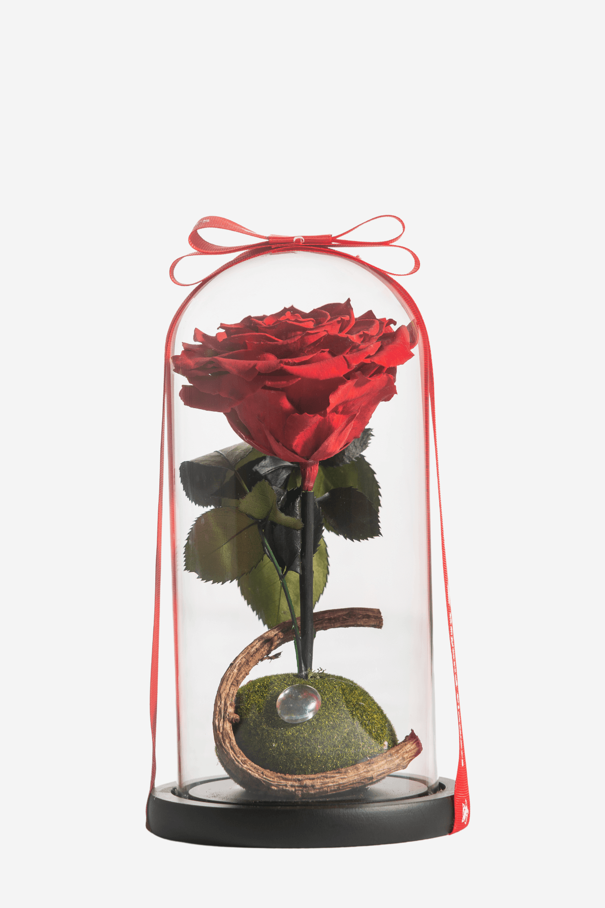 A stem of red preserved Ecuadorian Rose encased in a glass dome with red ribbon