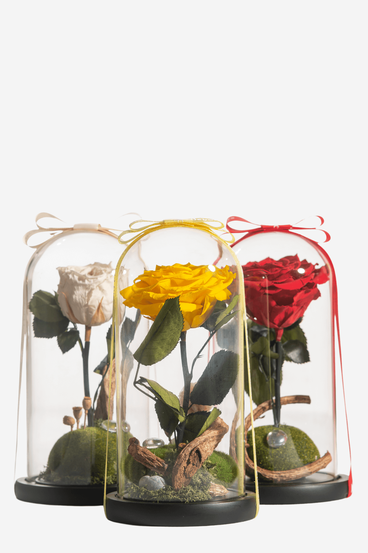 Three glass domes of single-stemmed preserved Ecuadorian Roses in white, yellow, and red